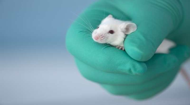 Científicos utilizan técnica Gametogénesis Artificial para crear ratones con dos padres biológicos