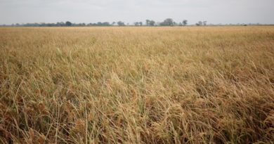 Unidad de Producción "Ojo de Agua" proyecta la siembra de seis mil hectáreas de maíz