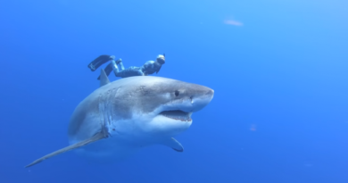 Este es el tiburón blanco más grande del mundo que se ha registrado
