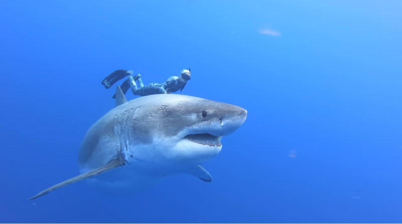 Este es el tiburón blanco más grande del mundo que se ha registrado
