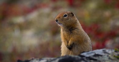 Hallan ardilla de tierra que vivió hace 30 mil años