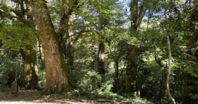 Costa Rica establece medidas sobre conservación de los bosques