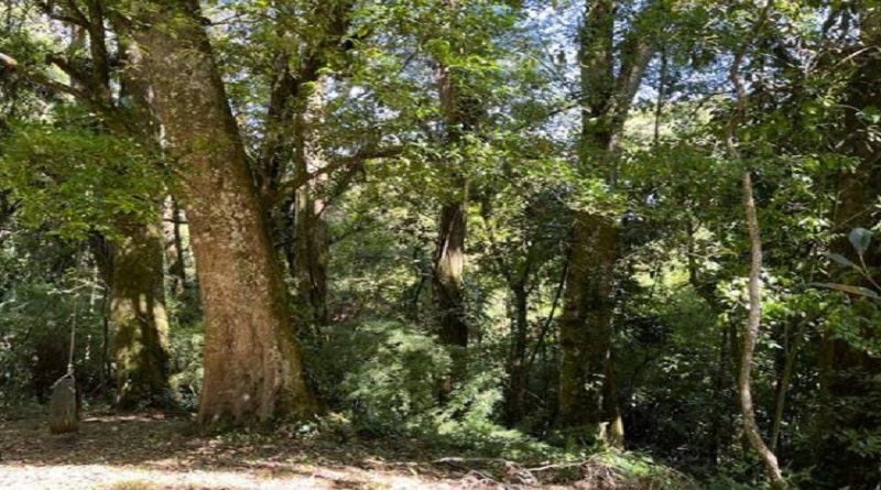 Costa Rica establece medidas sobre conservación de los bosques