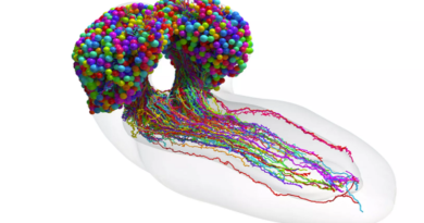 Científicos logran por primera vez completar mapa del cerebro de una mosca