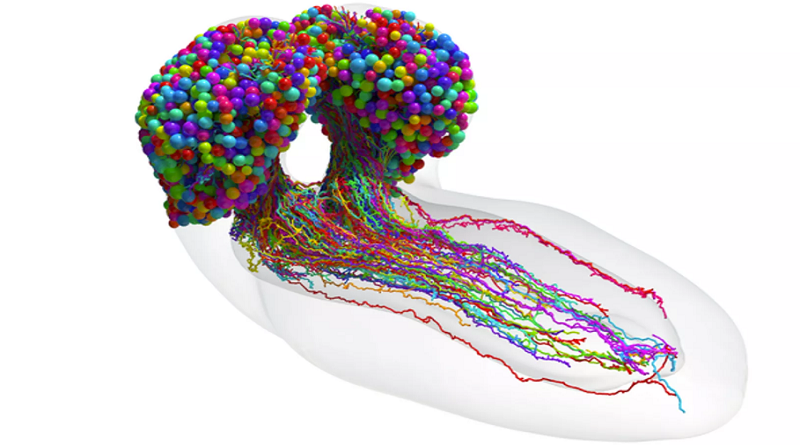 Científicos logran por primera vez completar mapa del cerebro de una mosca