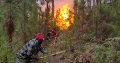 Incendios forestales consumieron 119 hectáreas de bosques en Haití