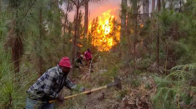 Incendios forestales consumieron 119 hectáreas de bosques en Haití