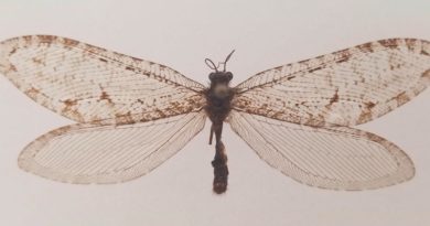 Identifican insecto gigante del Jurásico que fue hallado en 2012 en un centro comercial de EE.UU.