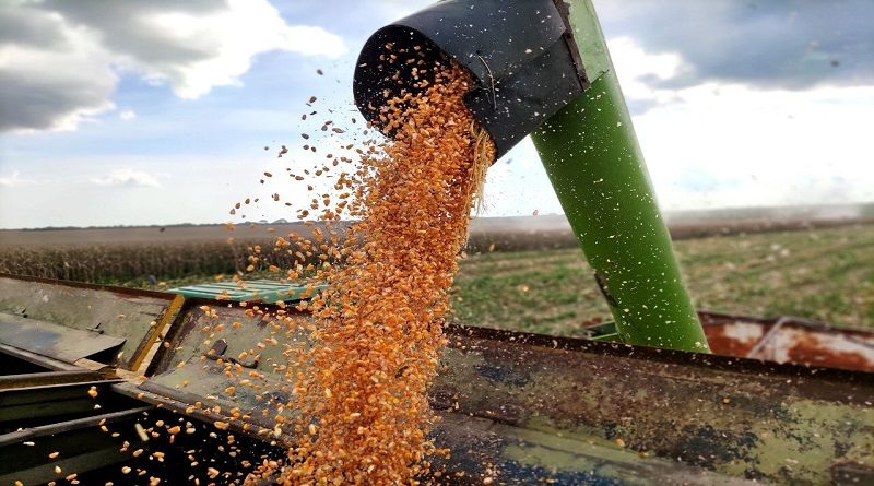 Guárico se plantea el reto de 250 mil hectáreas de cereales para el ciclo 2023