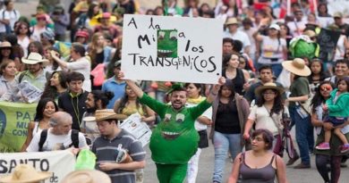 Científicos determinan que maíz transgénico es dañino para la salud