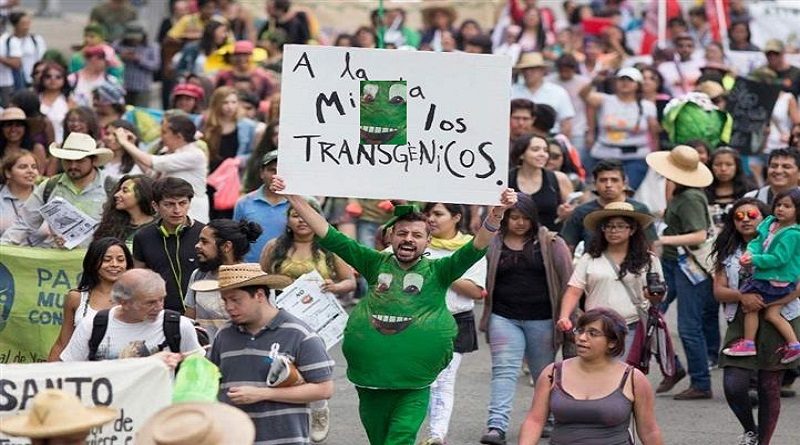Científicos determinan que maíz transgénico es dañino para la salud