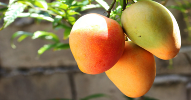 10 propiedades del mango que debes conocer