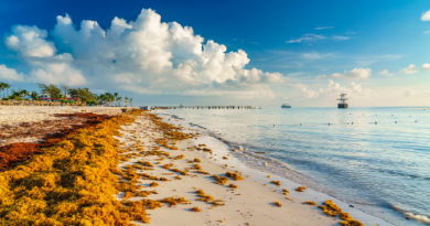 Mantienen vigilancia sobre presencia de algas flotantes en el Mar Caribe