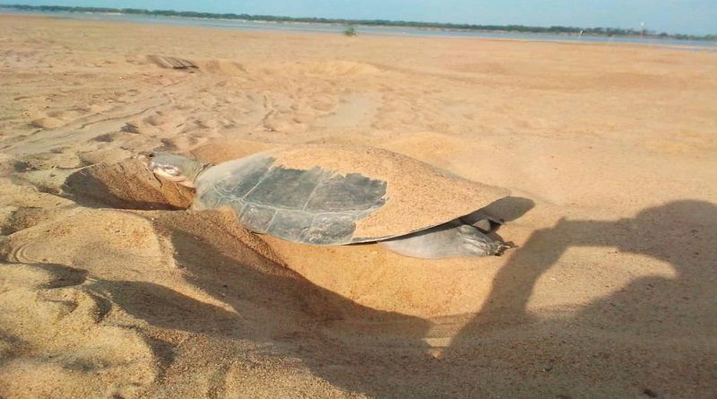 Minec liberará en mayo más de nueve mil tortuguillos Arrau