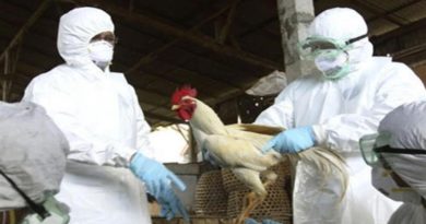 Uruguay registra nuevo foco de gripe aviar