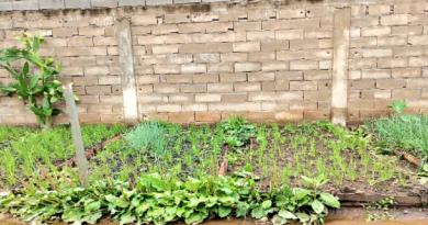 Impulsan activación de patios productivos en el estado Bolívar