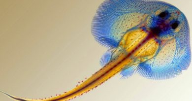Describen cómo evolucionaron las rayas para desarrollar aletas en forma de alas
