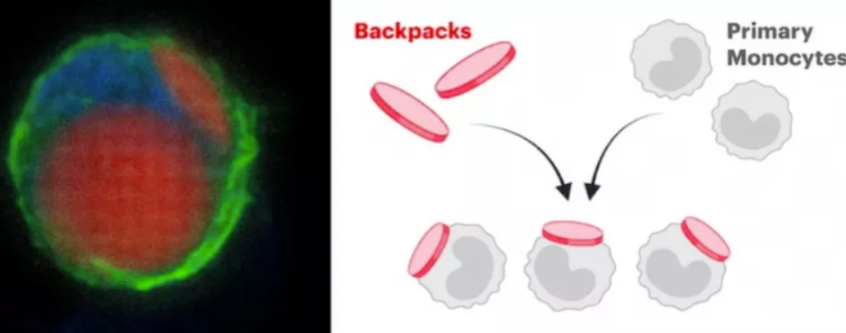 Tratamiento experimental en ratones pudo revertir esclerosis múltiple