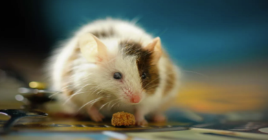 Tratamiento experimental en ratones pudo revertir esclerosis múltiple