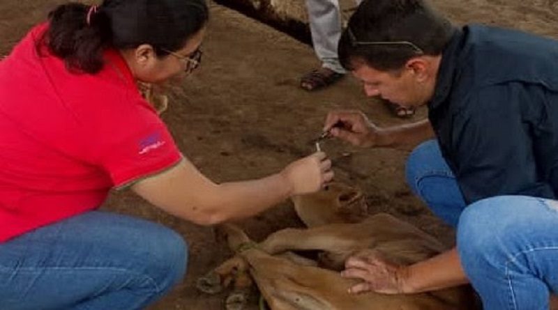 Inicia vigilancia y control progresivo del Gusano Barrenador del Ganado en el estado Zulia