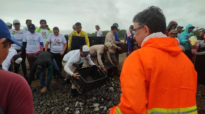 Liberan 20 mil Tortuguillos en el rio Orinoco en Amazonas