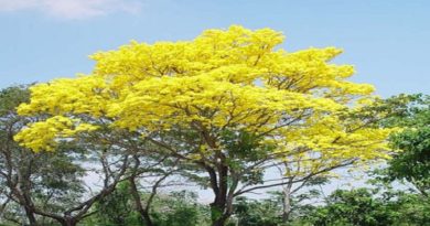 Venezuela celebra el Día Nacional del Árbol