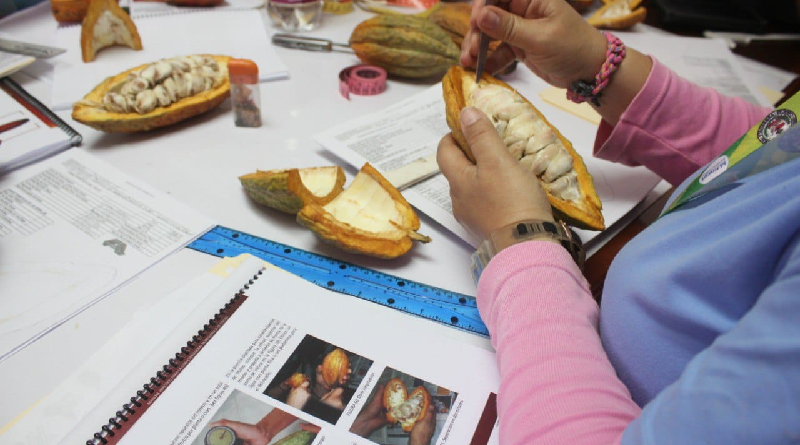 Continúa taller de formación sobre variedad de cacao en Venezuela
