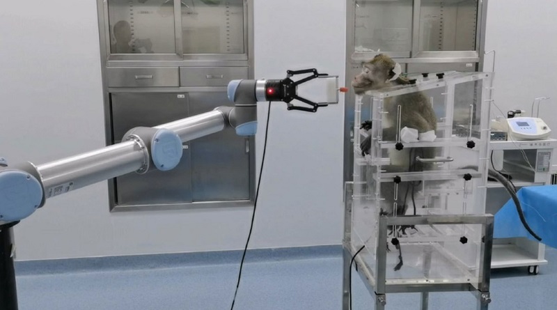 China logra conectar una computadora al cerebro de un mono