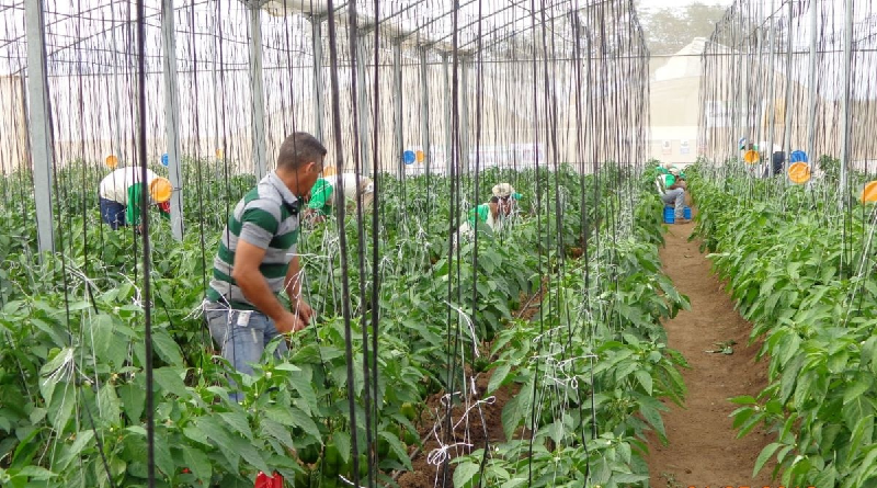 Avanza plan de recuperación de casas de cultivo comunales