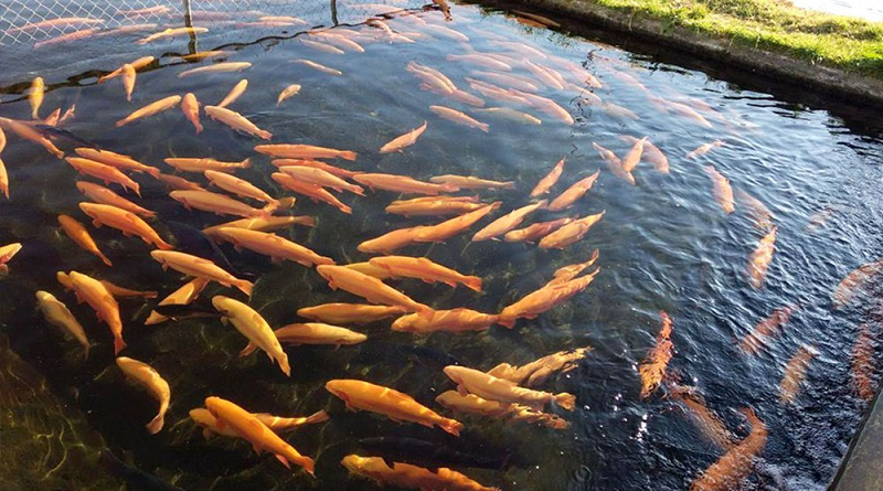 Desarrollan proyectos para la cría de especies acuícolas en Delta Amacuro
