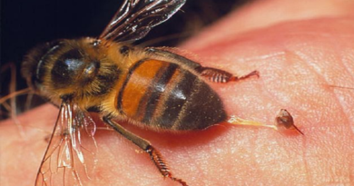 Evalúan trabajar científicamente con la apitoxina para tratar enfermedades