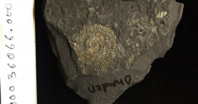 Revelan misterio del brillo dorado de fósiles de 183 millones de años