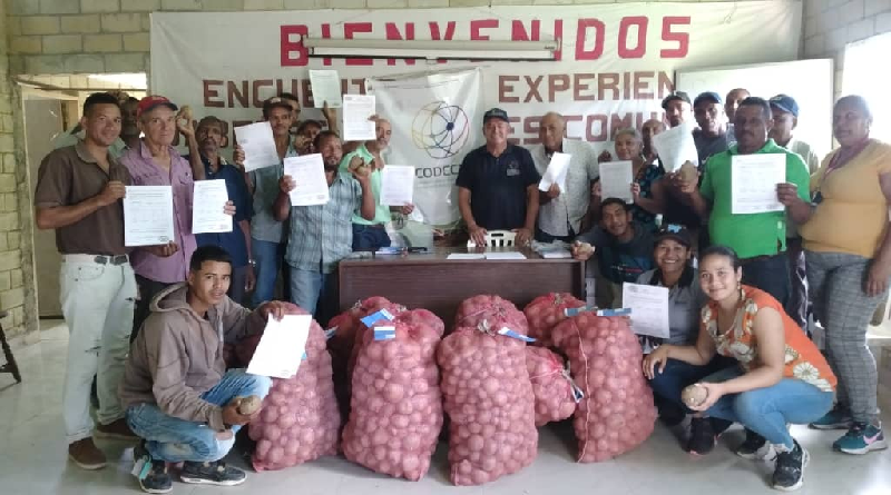 Establecen Núcleo de productores de papa variedad María Bonita en Falcón