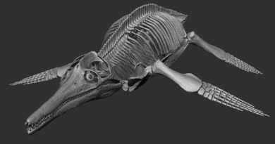 Estudian anatomía y comportamiento de pliosaurio mediante un escáner 3D