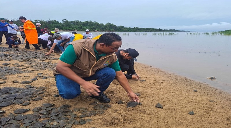 Fueron liberados 20 mil tortuguillos Arrau en el estado Amazonas
