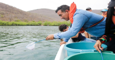 Liberan más de 50 caballitos de mar en el Parque Nacional Mochima