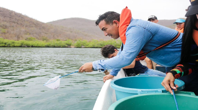 Liberan más de 50 caballitos de mar en el Parque Nacional Mochima