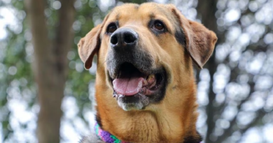 ¿Tener un perro en casa le hace bien a la salud física?