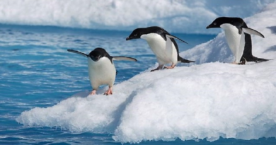 Pingüinos aportan más de 500 toneladas de metal reciclado en aguas antárticas