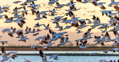 Realizan ponencia para la concientización de la preservación de la fauna venezolana