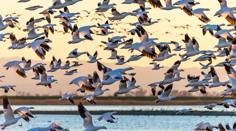 Realizan ponencia para la concientización de la preservación de la fauna venezolana