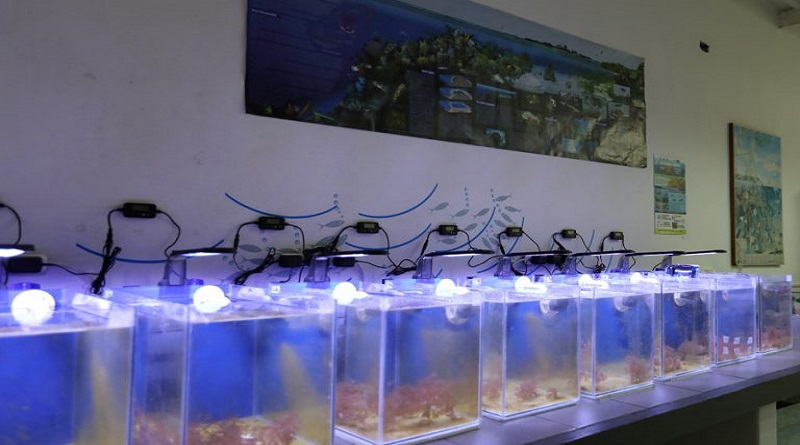 Científicos estudian evolución de coral blando en costas venezolanas