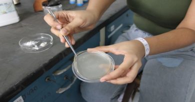 Científicos venezolanos desarrollan un cicatrizante a base de cáscara de camarones