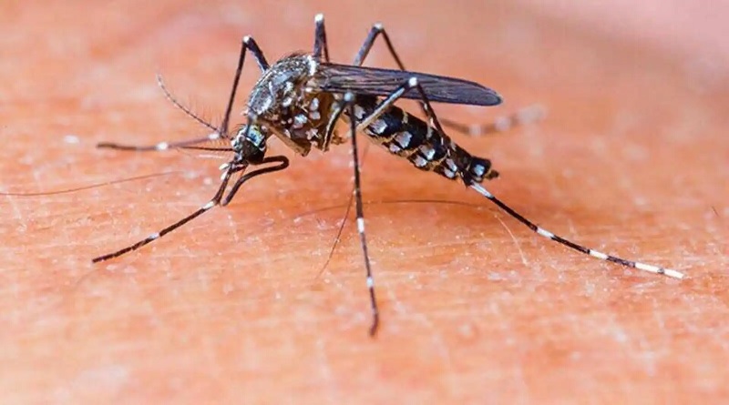 OMS certifica a Belice como país libre de malaria