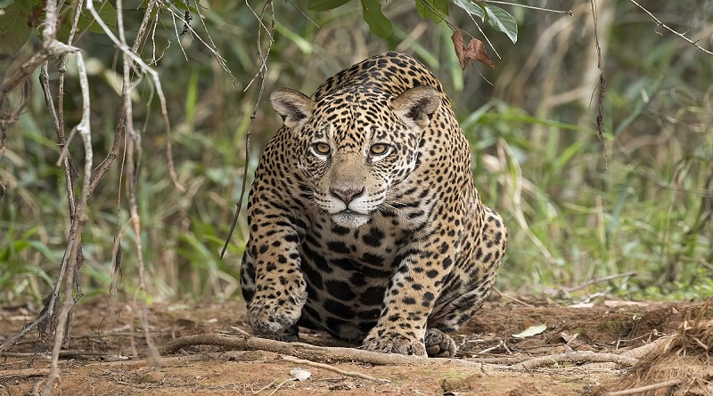 Presentan campaña en Colombia para la defensa del jaguar