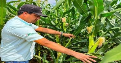 Productores de maíz consolidan el desarrollo económico en Anzoátegui
