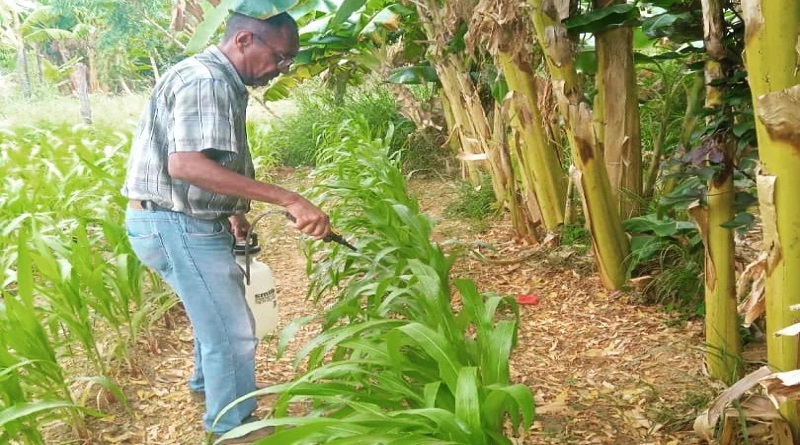 Realizan prácticas agronómicas para sembrar hortalizas en patios productivos de Falcón