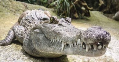Científicos descubren que cocodrilos hembras pueden reproducirse sin machos