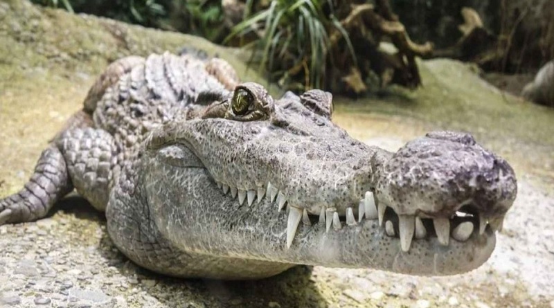 Científicos descubren que cocodrilos hembras pueden reproducirse sin machos