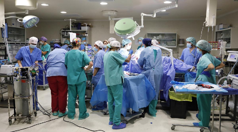 Desarrollan prototipo de placenta para aumentar supervivencia de ovinos prematuros